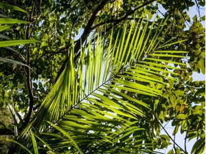 TROPICAL PALM TREE 1