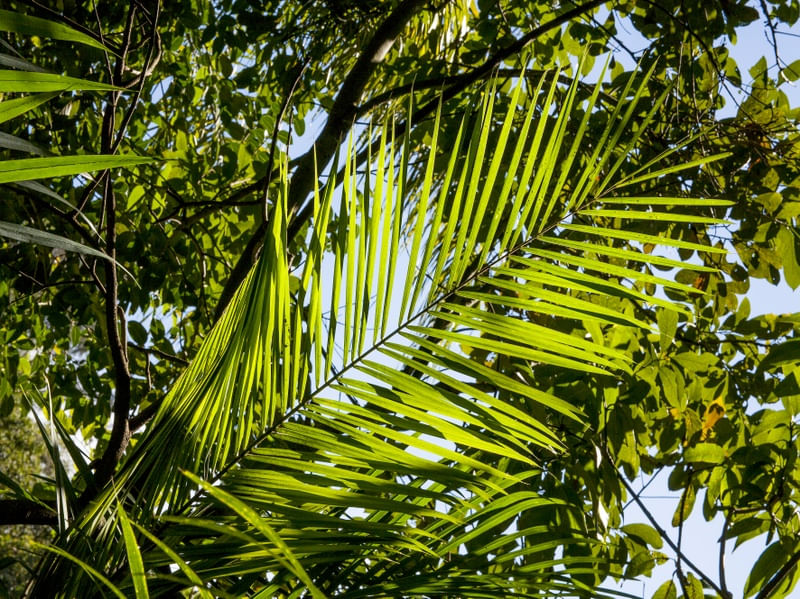 TROPICAL PALM TREE 1