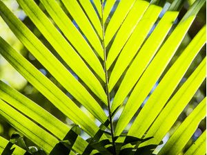 TROPICAL PALM TREE