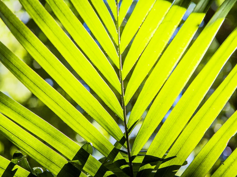 TROPICAL PALM TREE