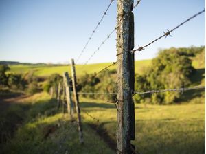 BUCOLIC II