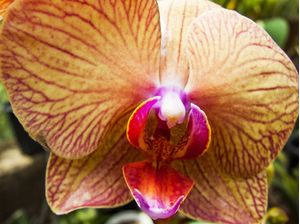 ORQUÍDEA 42018 - A
