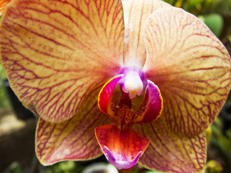 ORQUÍDEA 42018 - A