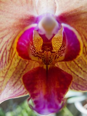 ORQUÍDEA 42018 - B