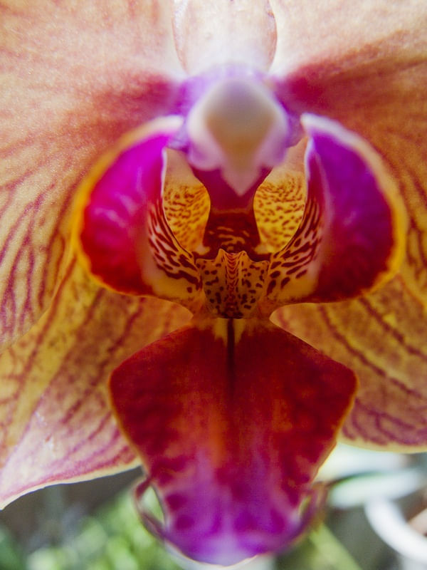 ORQUÍDEA 42018 - B