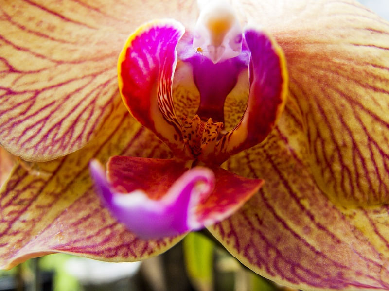 ORQUÍDEA 42018 - C