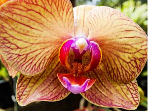 ORQUÍDEA 42018 - D