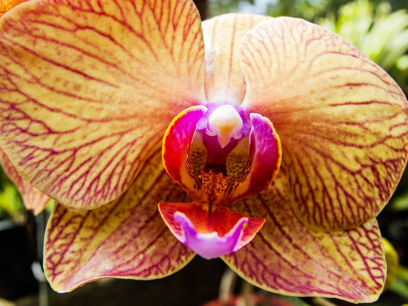 ORQUÍDEA 42018 - D