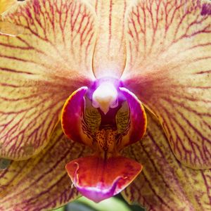 ORQUÍDEA 42018 - E