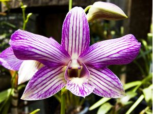 ORQUÍDEA 42018 - F