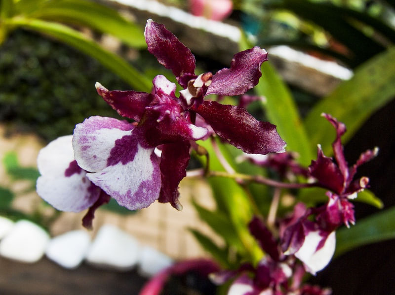 ORQUÍDEA 42018 - G