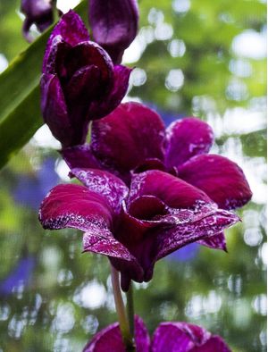 ORQUÍDEA 42018 - H