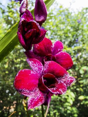ORQUÍDEA 42018 - I