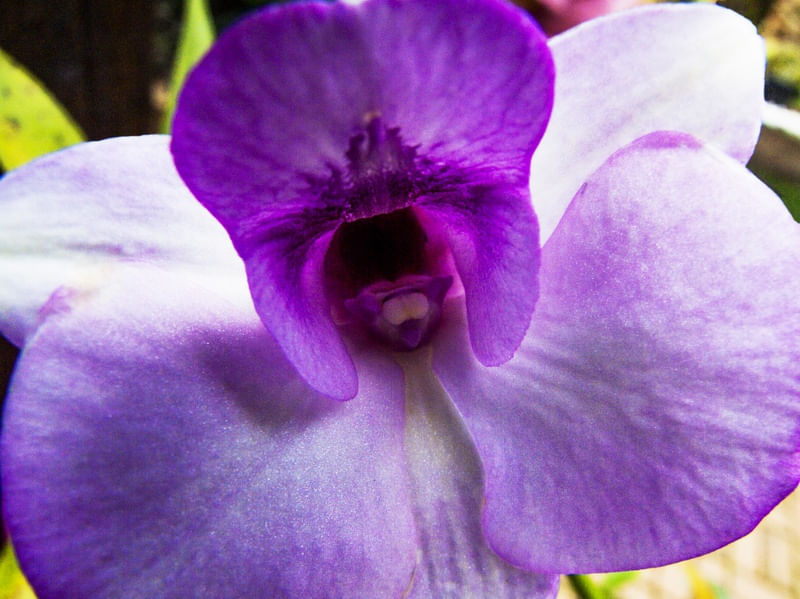 ORQUÍDEA 42018 - J