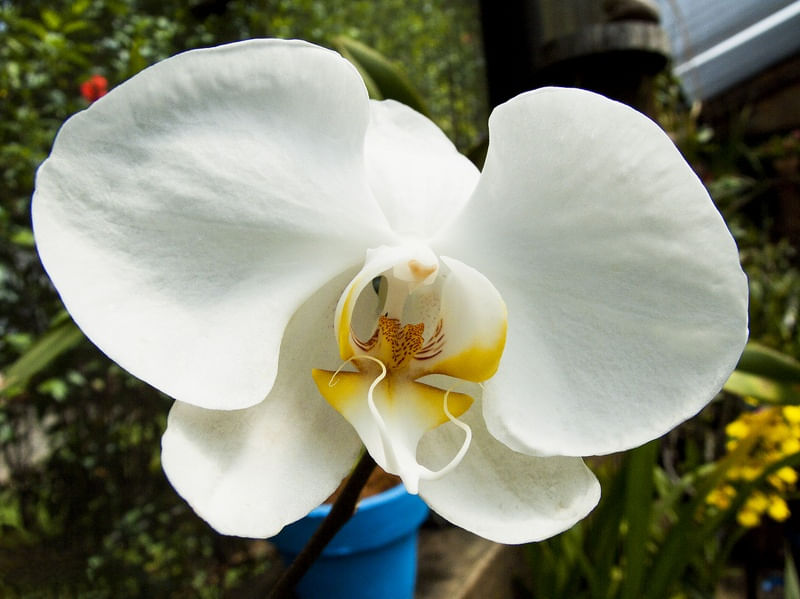 ORQUÍDEA 42018 - K