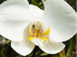 ORQUÍDEA 42018 - L