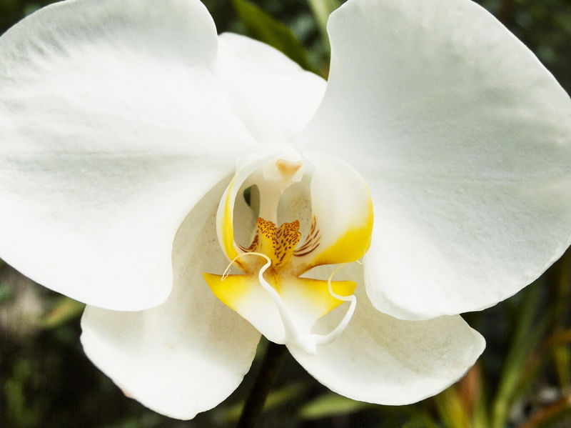 ORQUÍDEA 42018 - L