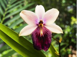 ORQUÍDEA 42018 - M