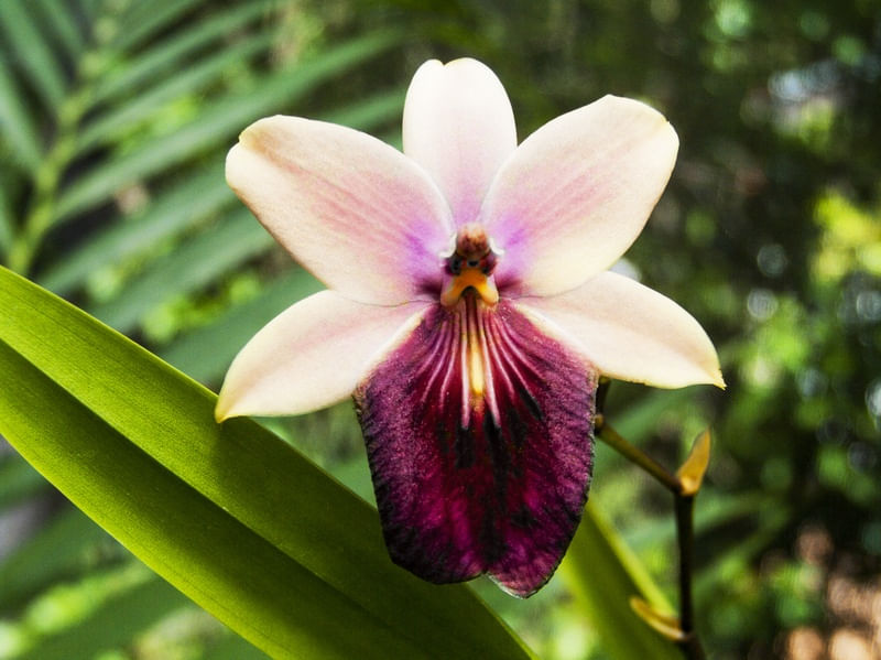 ORQUÍDEA 42018 - M