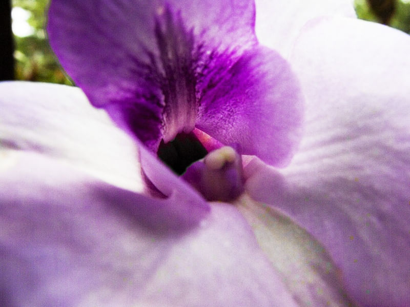 ORQUÍDEA 42018 - N
