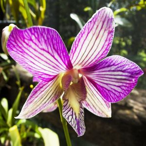 ORQUÍDEA 42018 - O
