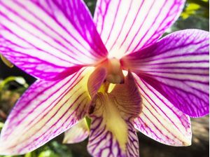 ORQUÍDEA 42018 - P