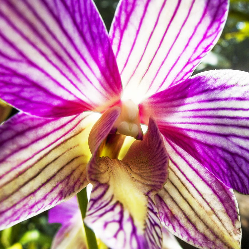 ORQUÍDEA 42018 - Q