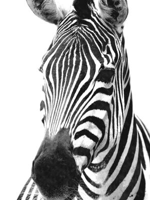 ZEBRA PRETO E BRANCO RETRATO