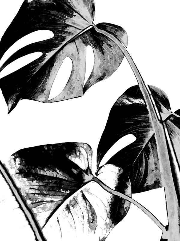 MONSTERA EM PRETO E BRANCO