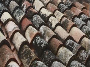 TEGULA