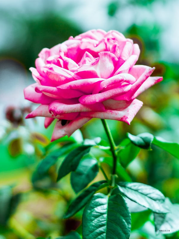 ROSA ABELHA