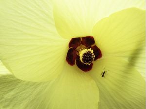 YELLOW FLOWER 42018 - 1
