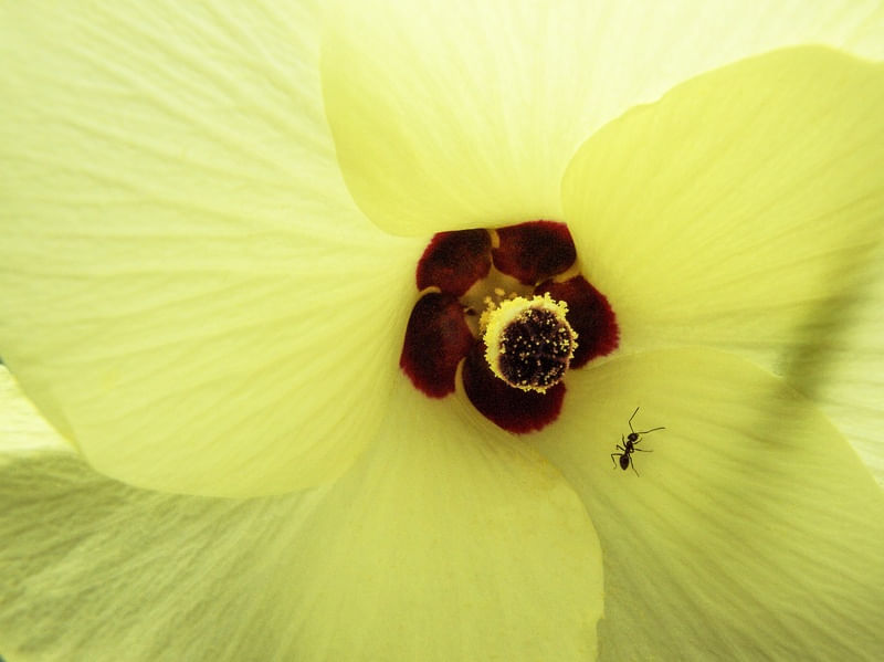 YELLOW FLOWER 42018 - 1