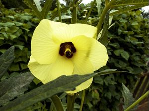 YELLOW FLOWER 42018 - 2
