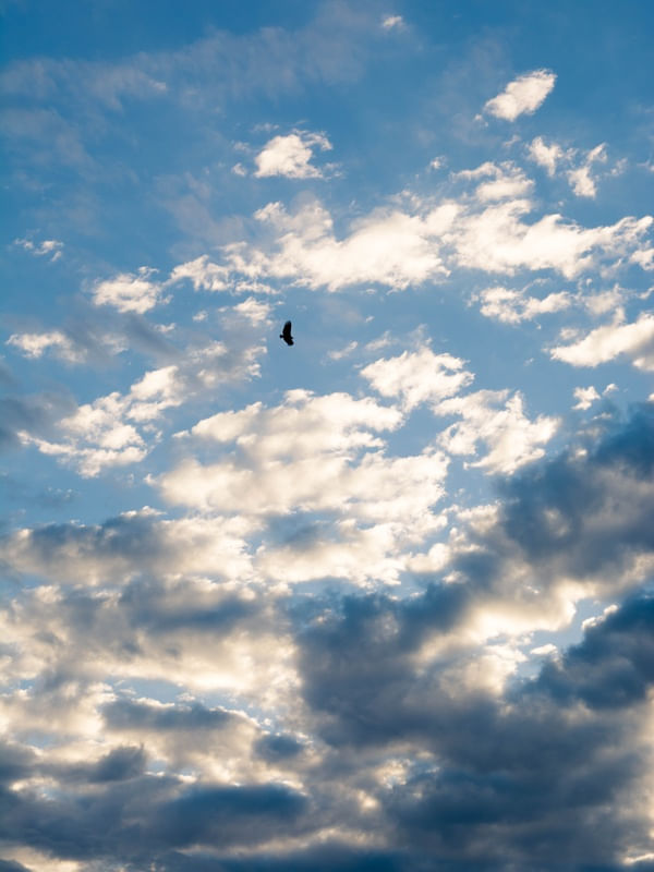 PÁSSARO SOLITÁRIO NO CÉU AZUL