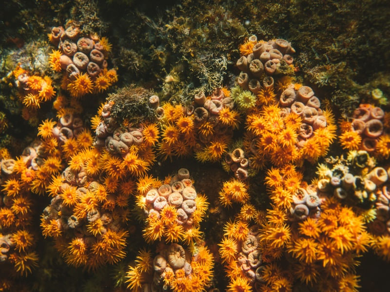 CORAL LIFE