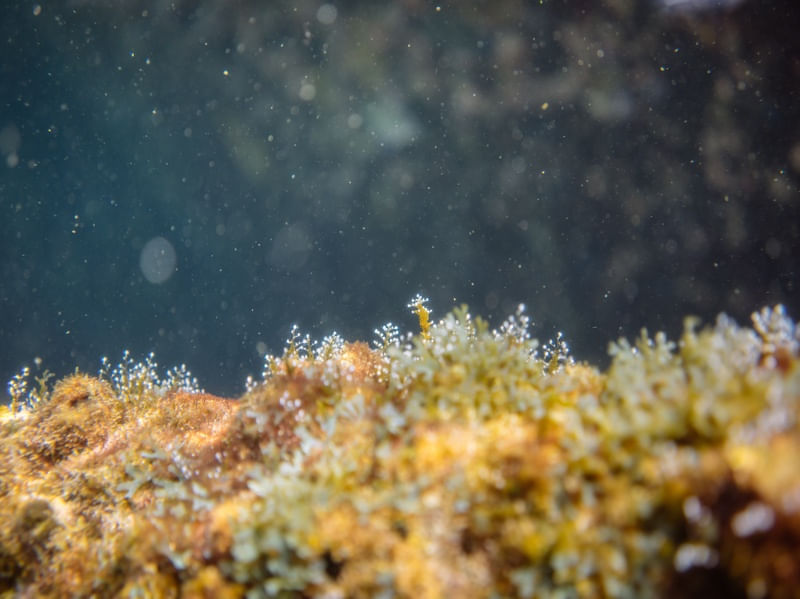 SEA FOREST