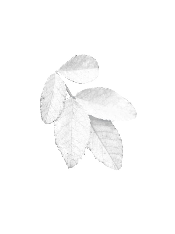 FOLHAS MINIMALISTA 1