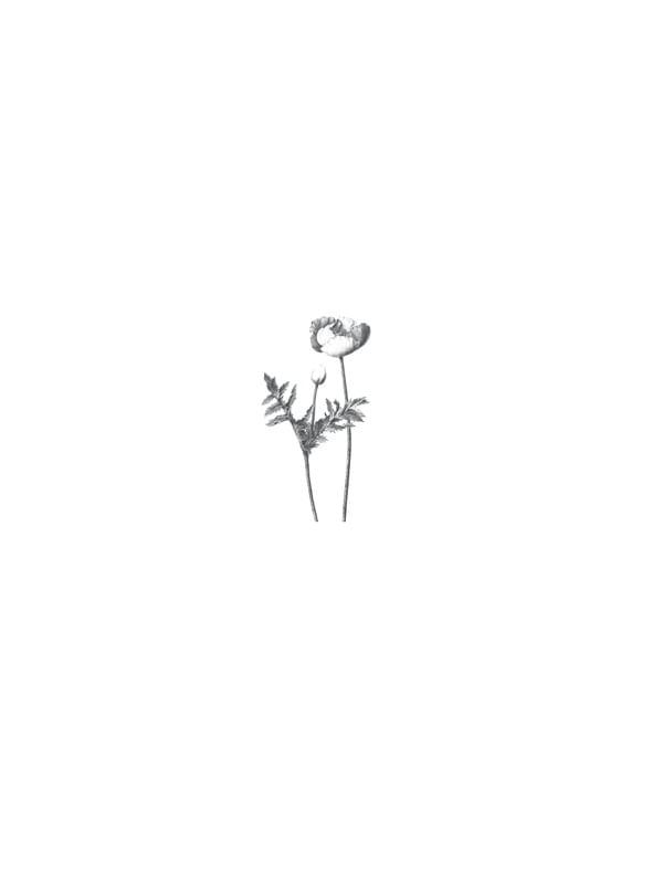FOLHAS MINIMALISTA 3