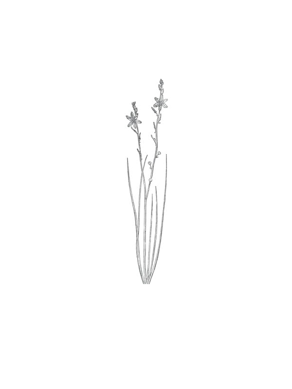 FOLHAS MINIMALISTA 7