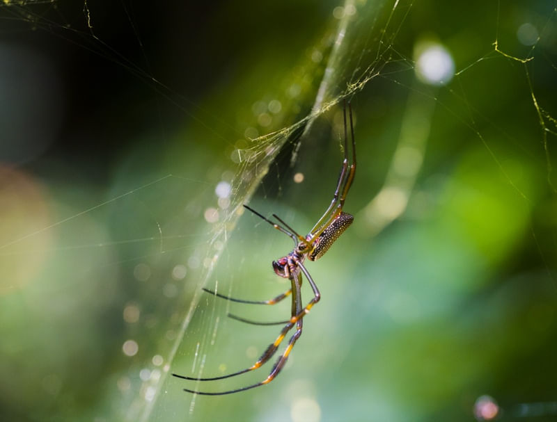 ARANHA / SPIDER