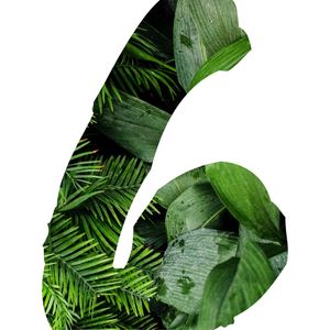 6 BOTÂNICO