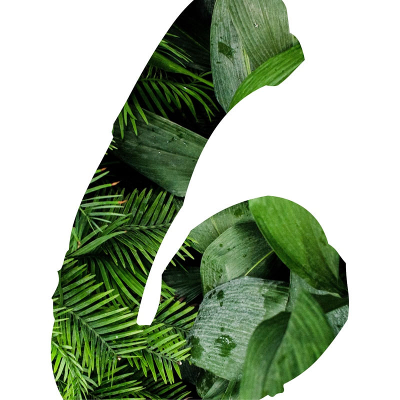 6 BOTÂNICO