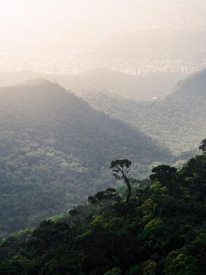 FLORESTA DO SUBÚRBIO