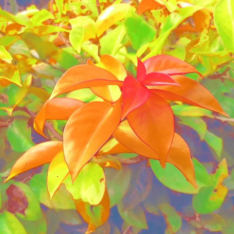 NATUREZA 006 COR LV