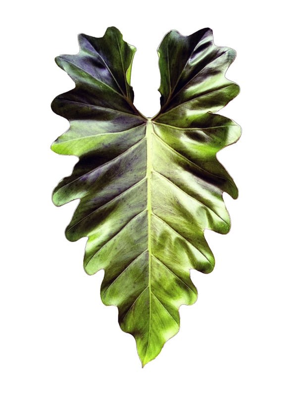 NATUREZA 010 COR LV