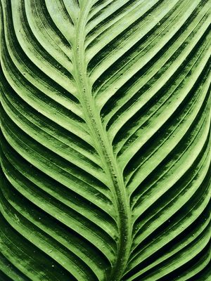 NATUREZA 014 COR LV