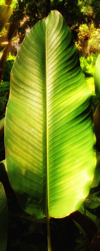 NATUREZA 015 COR LV