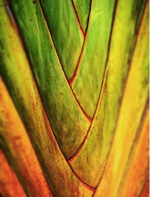 NATUREZA 032 COR LVD