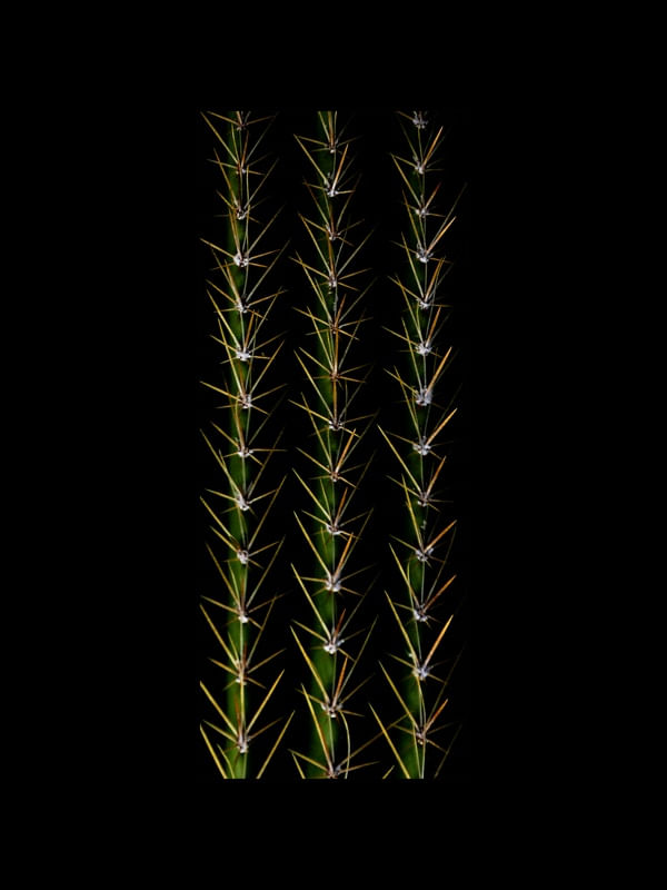 NATUREZA 037 COR LVD